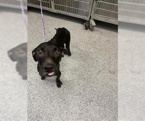 Labrador Retriever-Unknown Mix Dogs for adoption in Houston, TX, USA