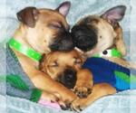 Small #8 Chiweenie