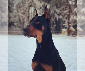 Doberman Pinscher Puppy for sale in ROCHESTER, WA, USA