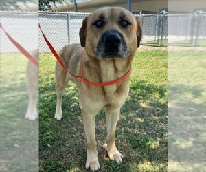 Anatolian Shepherd Dogs for adoption in Texas City, TX, USA