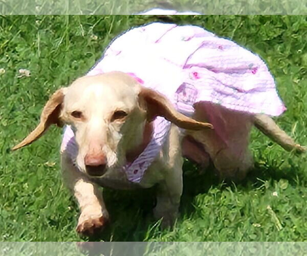 Medium Photo #4 Dachshund Puppy For Sale in Shelbyville, TN, USA