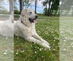 Small Great Pyrenees