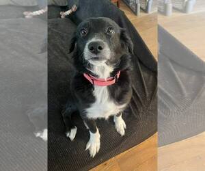 Border-Aussie Dogs for adoption in Mount Laurel, NJ, USA