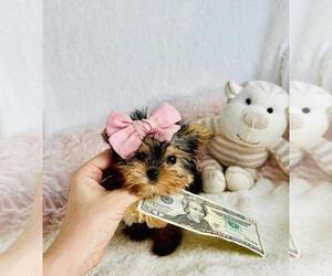 Yorkshire Terrier Puppy for sale in TAMPA, FL, USA