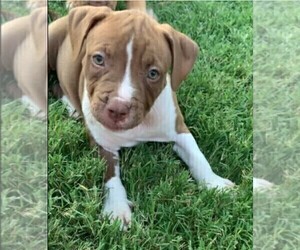 American Bully Puppy for sale in FORT WORTH, TX, USA