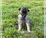 Puppy Charlotte German Shepherd Dog