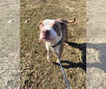 Small #1 American Staffordshire Terrier Mix