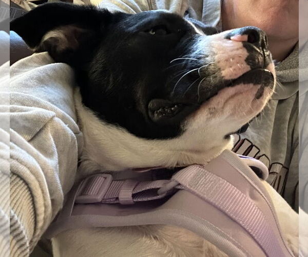 Medium Photo #10 Lab-Pointer Puppy For Sale in Princeton, MN, USA