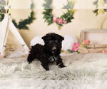 Small Photo #5 YorkiePoo Puppy For Sale in WARSAW, IN, USA