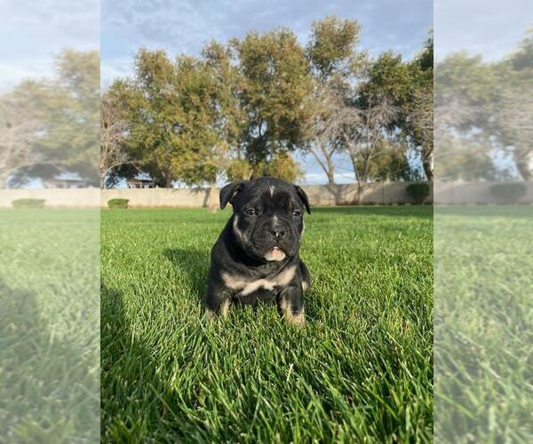 Medium Photo #2 American Bully Puppy For Sale in GILBERT, AZ, USA