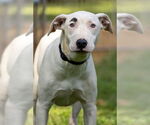 Small #1 American Bulldog-Whippet Mix