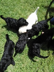 Labradoodle Puppy for sale in RACINE, WI, USA