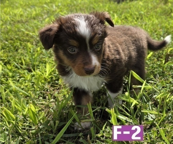 Medium Photo #7 Miniature Australian Shepherd Puppy For Sale in EVERTON, MO, USA