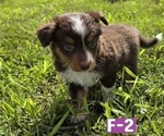 Small #6 Miniature Australian Shepherd