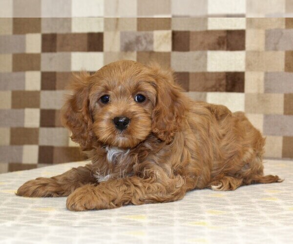 Medium Photo #2 Cavapoo (Miniature) Puppy For Sale in DENVER, PA, USA