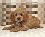 Small #1 Cavapoo (Miniature)