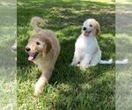 Small Photo #16 Goldendoodle Puppy For Sale in BRANDON, FL, USA