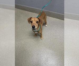 Chihuahua-Unknown Mix Dogs for adoption in Las Vegas, NV, USA