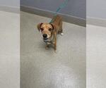 *MAILMAN - Male Chihuahua-Unknown Mix Dog for Adoption - Small photo