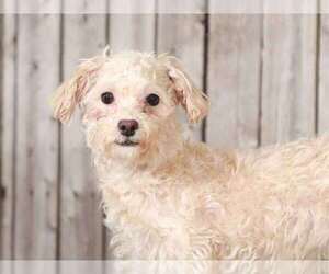 Poochon Puppy for sale in MOUNT VERNON, OH, USA