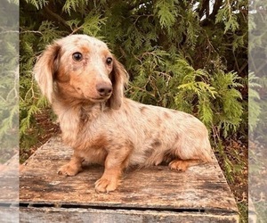 Mother of the Dachshund puppies born on 05/28/2025