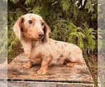 Small Photo #1 Dachshund Puppy For Sale in MIDDLEBURY, IN, USA