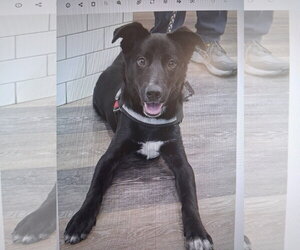 Bowie - Male Mutt Dog for Adoption - Photo #3