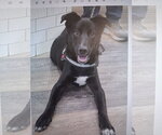 Small #2 Mutt