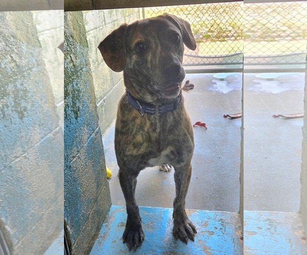 Medium Photo #1 Boxador Puppy For Sale in Rustburg, VA, USA