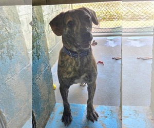 Boxador Dogs for adoption in Rustburg, VA, USA