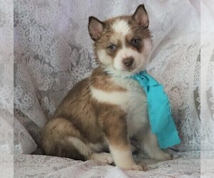 Siberian Husky Puppy for sale in FREDERICKSBG, OH, USA