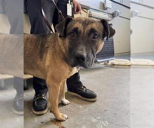 Mutt Dogs for adoption in Camarillo, CA, USA