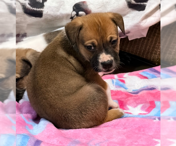 Medium Photo #1 Mutt Puppy For Sale in OKLAHOMA CITY, OK, USA