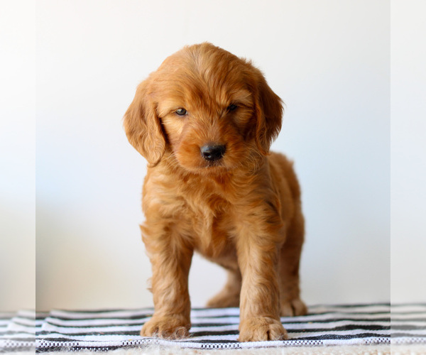 Medium Photo #3 Goldendoodle Puppy For Sale in LITITZ, PA, USA