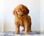 Small #2 Goldendoodle