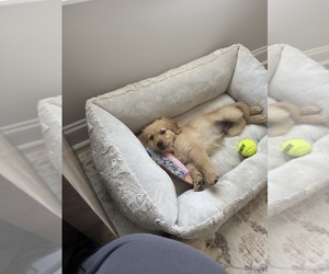 Golden Retriever Puppy for sale in EDEN, NC, USA