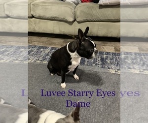 Mother of the Boston Terrier puppies born on 05/12/2019