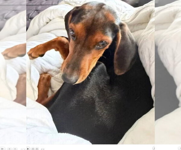 Medium Photo #4 Coonhound-Unknown Mix Puppy For Sale in Germantown, OH, USA