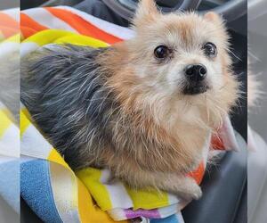 Mutt Dogs for adoption in San Antonio, TX, USA