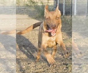 Gummi Bear - Male American Pit Bull Terrier-Labrador Retriever Mix Dog for Adoption - Photo #7