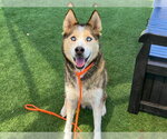 Small #1 Siberian Husky Mix