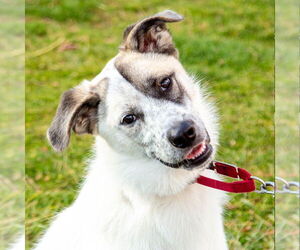 Anatolian Shepherd-Unknown Mix Dogs for adoption in Canton, CT, USA