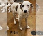 Small Photo #3 Great Pyrenees-Unknown Mix Puppy For Sale in Mountain View, AR, USA