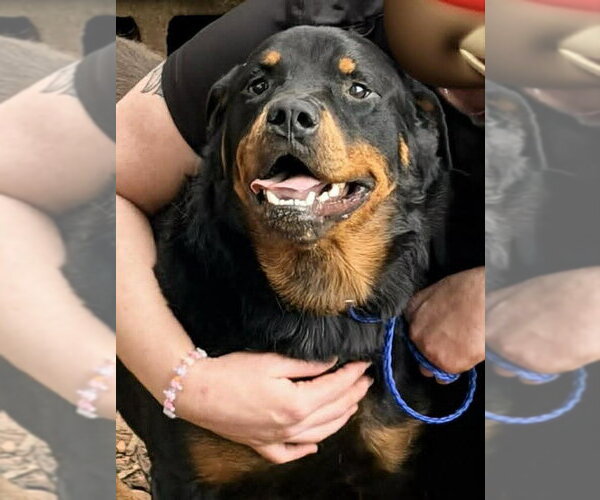 Medium Photo #1 Rottweiler Puppy For Sale in Hillsboro, NH, USA