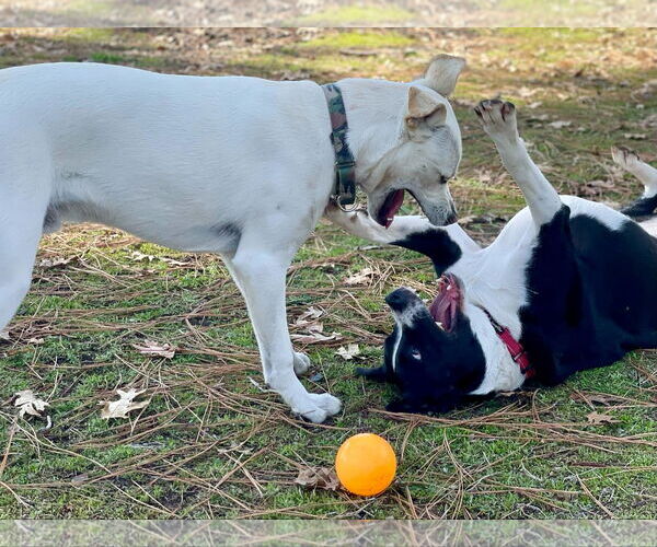 Medium Photo #2 Labrador Retriever-Unknown Mix Puppy For Sale in Clovis, CA, USA