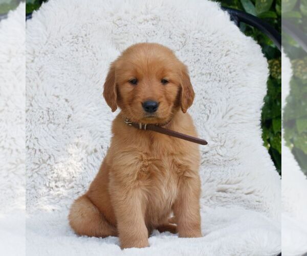 Medium Photo #2 Golden Retriever Puppy For Sale in NEW HOLLAND, PA, USA