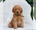 Small #1 Golden Retriever