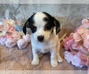 Chihuahua-Chipin Mix Puppy for sale in ATASCADERO, CA, USA