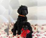 Small Photo #4 Poodle (Standard) Puppy For Sale in HALLANDALE, FL, USA
