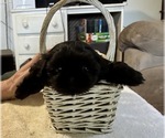 Puppy Opal Shih Tzu